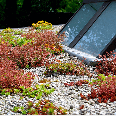 dachflaechenbrgruenung